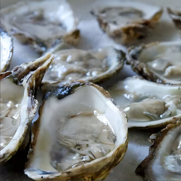 Wellfleet Oyster | Gourmet Grove